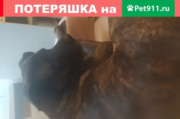 Собаки потеряшки, Санкт-Петербург, фото: Потеряшка собака Бостон на Русановской улице