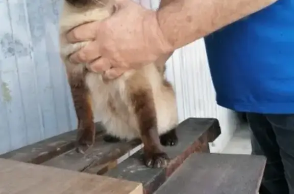 Найдена сиамская кошка на Волжском проспекте