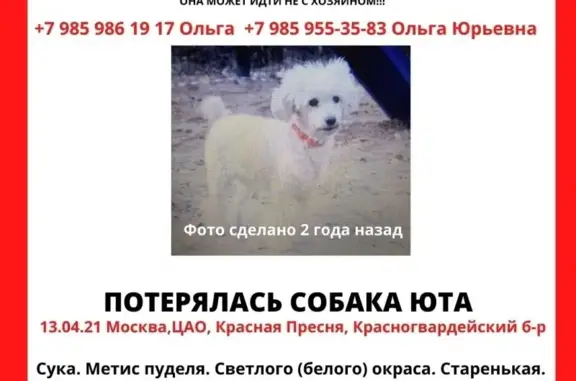 Пропала собака Юта на Красногвардейском бульваре (Москва)