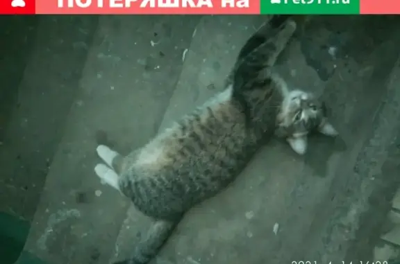 Найдена кошка Коломна, пл. Советская, д. 7, 10-й подъезд