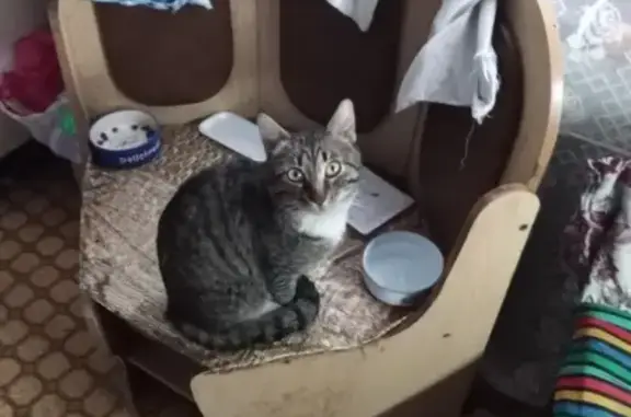 Пропал кот Тишка в Домодедово.