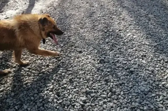Найдена собака Кабель в Казани.