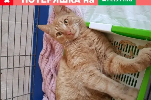 Найден крупный рыжий кот в Красносельском районе СПб