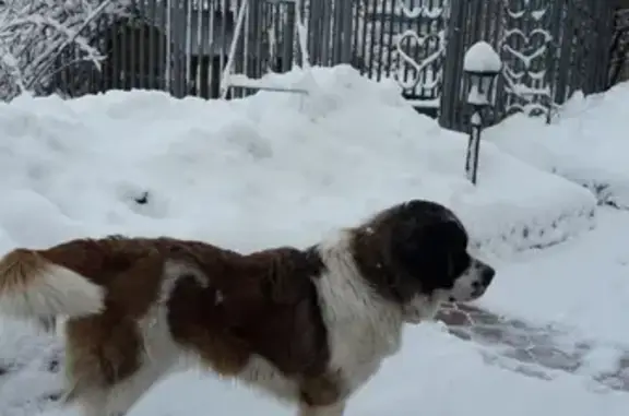 Пропала собака Полтава в Смоленске