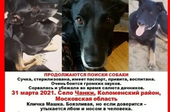 Пропала собака Машка в Коломне