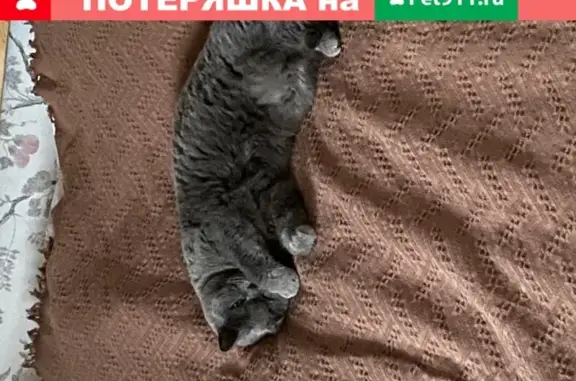 Пропала британская кошка в Соловьиной роще, Смоленск