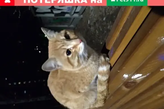 Найден рыжий кот в парке Основин, ищем хозяина! Екатеринбург