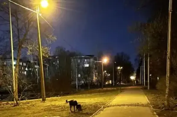Собака с ошейником и белыми пятнами в Санкт-Петербурге.