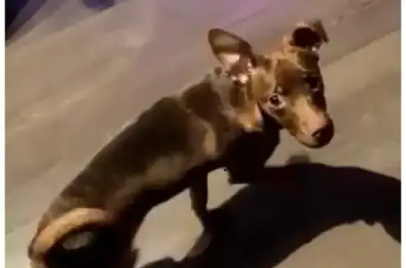 Пропала собака на Садовой-Черногрязской, Москва, шебутная помесь тойтерьера.