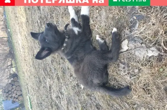 Пропала собака Лилу в Красногорске