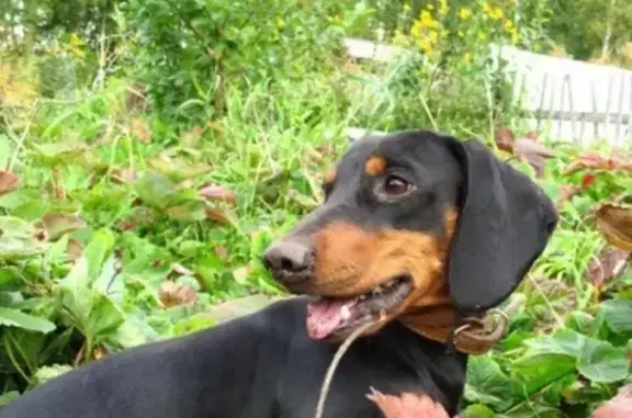 Пропала собака в Нижегородской области, помогите найти!