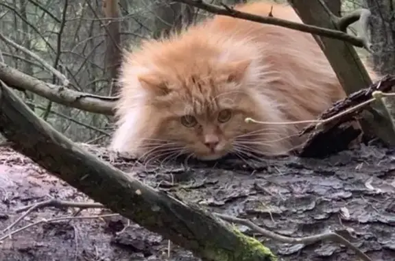 Найдена кошка в лесу у Мытищ