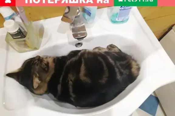 Пропала кошка Васька, С. Калинино 3