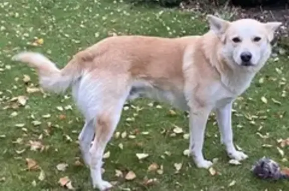 Пропала собака Миша в Истре, возраст 2,5 года