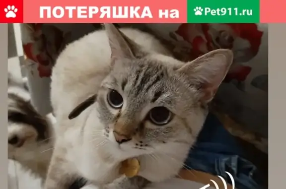 Пропала кошка в Новосельцах, ул. Юбилейная, д.6. Кличка 