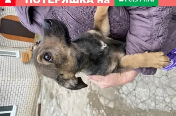 Найден щенок в д. Новосельцы, Смоленск