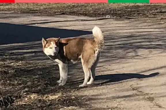 Найдена собака Хаски или лайка в Старом Кировске, Омск