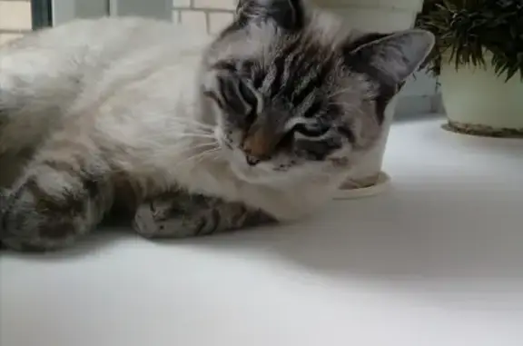 Пропала полусиамская кошка Котик в Тамбове