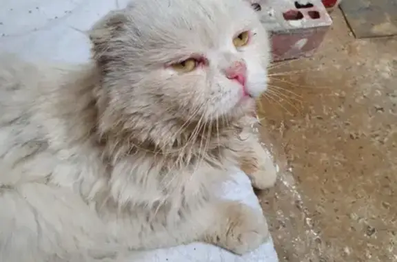 Найден белый вислоухий котик в Ростове