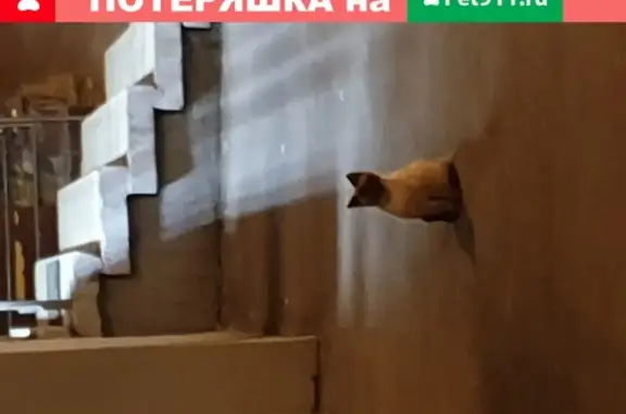 Домашняя кошка найдена у подъезда в Москве