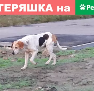 Найдена собака в Кировском районе с болячкой на шее