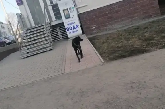 Найден щенок на улице Российская, 22