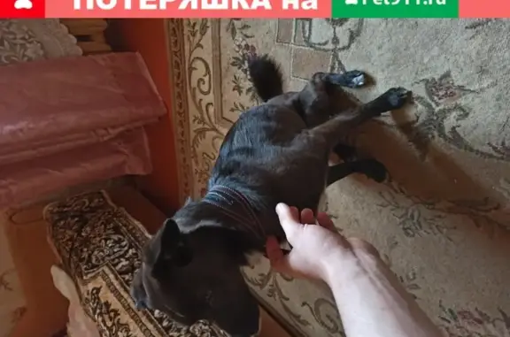 Найдена собака у сквера героев, Смоленск, ул. Дзержинского 4