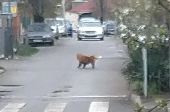 Собака Рыжий найдена в Краснодаре
