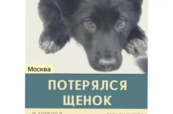 Пропала собака на Большой Спасской, Москва