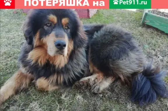 Найдена потеряшка собака в Осташкове