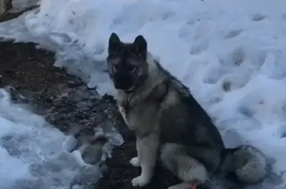 Пропала собака Буля в Истринском районе МО