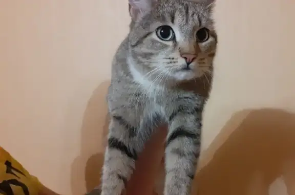 Найдена кошка с порванным ухом в Петрозаводске