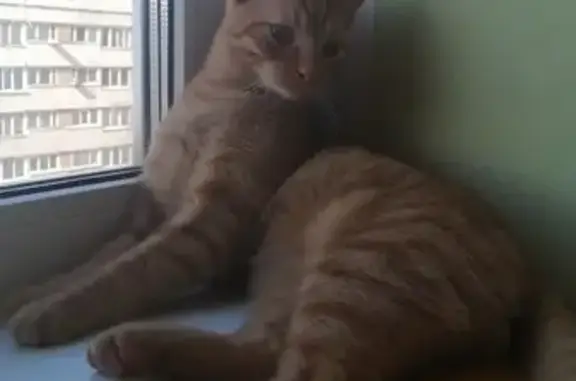 Кошки потеряшки, Санкт-Петербург, фото: Потеряшка кошка 