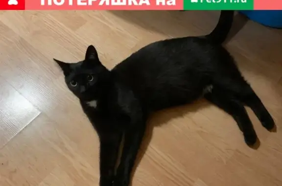Пропала кошка на улице Преображенская, Люберцы