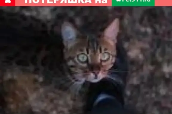 Пропала бенгальская кошка в деревне Красная Пахра, Москва
