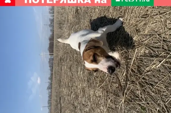 Пропала собака в Родных Просторах, Саратовский район
