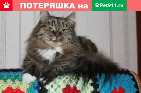 Пропала кошка Муся на улице Крутикова, Киров, Россия