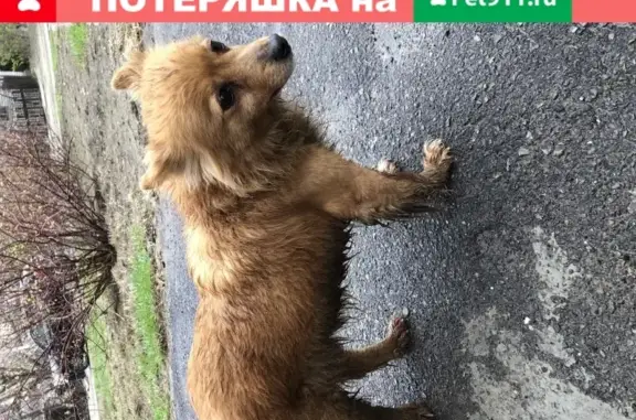 Найдена домашняя собака в Волгограде