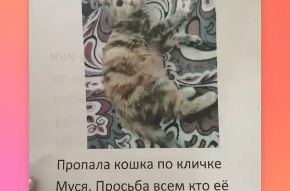Пропала кошка на улице Новосёлов, Тамбов