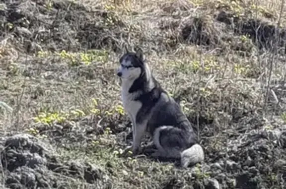 Найдена собака в Мурино, Ленобласть, без ошейника.