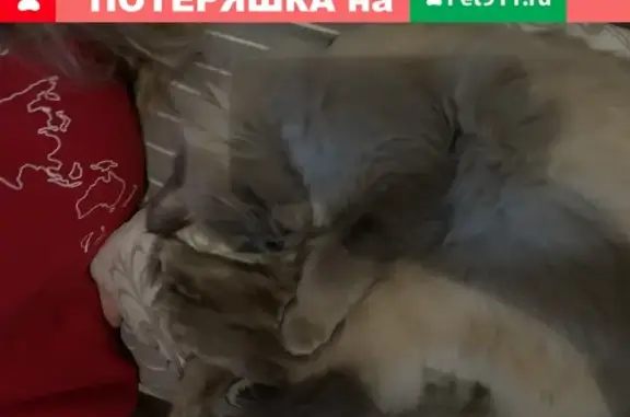 Найдена кошка Невская Маскарадная в Челябинске