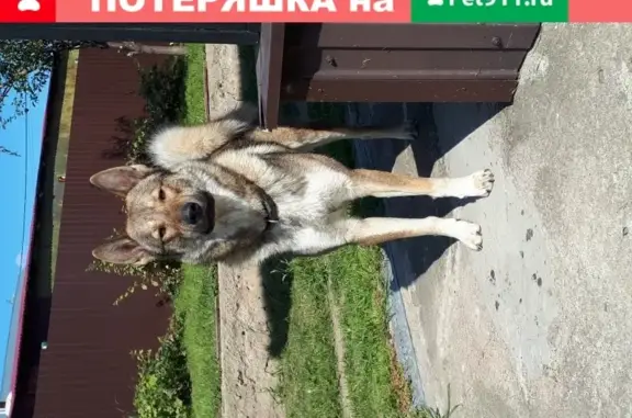 Пропала собака в Лаишево, вознаграждение.