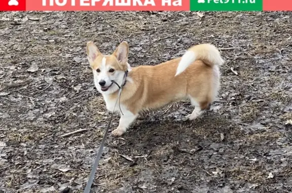 Пропала собака Корги в Кимовске