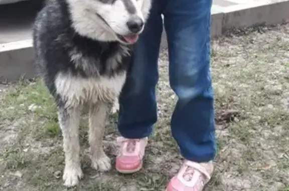 Найдена собака на ул. Родниковая (Москва)