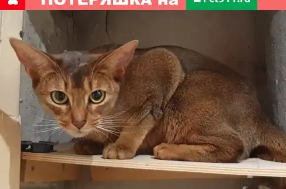 Пропала абиссинская кошка в деревне Ярцево Михайло-ярцевского поселения, Москва