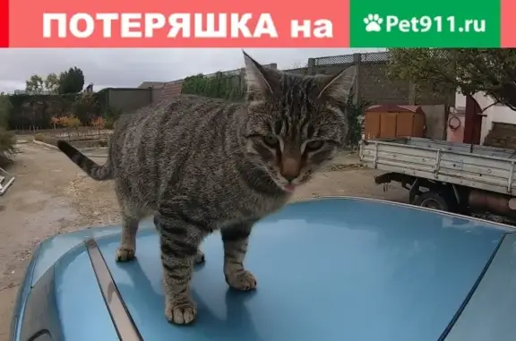 Пропала кошка Меси, ошейник фиолетовый, Каспийск.