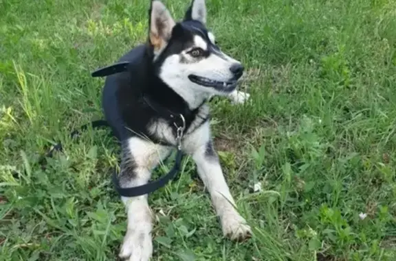 Найдена собака, Краснодар, фото: Найдена собака на Восточном Обходе, 21 с4, Краснодар.