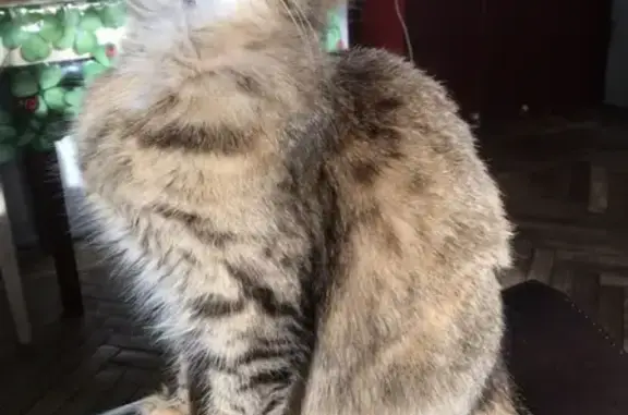 Кошки потеряшки, Санкт-Петербург, фото: Потеряшка кошка на Пулковском шоссе, 19.04, тел. 89658197955