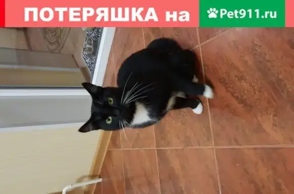 Пропала кошка Кот Федя в Тамбове