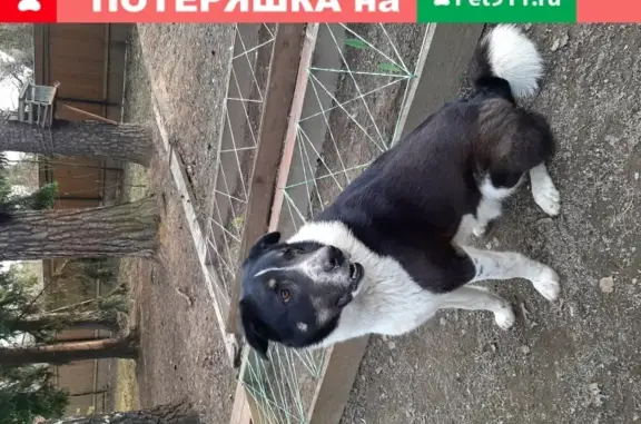 Пропала собака в Мытищах: метис лайки, 3 года, черно-белый окрас.